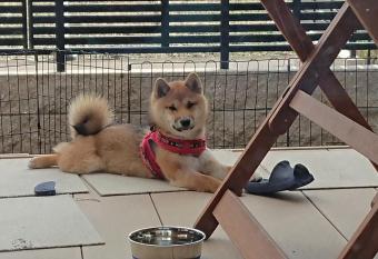 Guesthouse Gifu SUAI allows 18 year olds to book a room