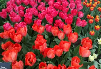 Apartment Nina allows 18 year olds to book a room