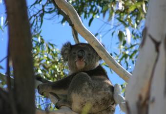 Levi Adelaide Holiday Park has Balcony rooms