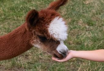 Alpaka-Ranczo AFF allows 18 year olds to book a room