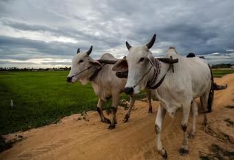 Chansor Community Homestay 5 allows 18 year olds to book a room