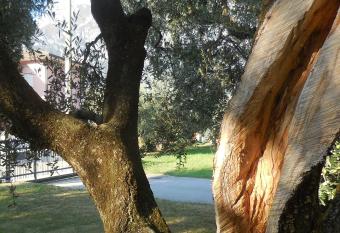 Olive Tree House has Balcony rooms