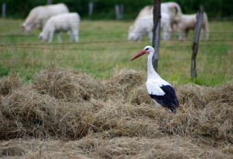 Chambr im Leh has Balcony rooms