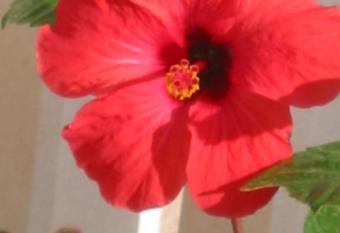 Apartman Hibiskus has Balcony rooms