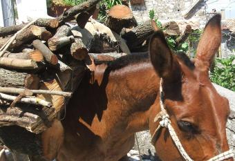 B&B Dell  Artista has Balcony rooms