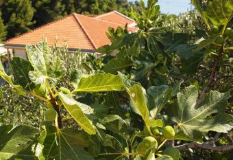 Zoro Apartments has Balcony rooms