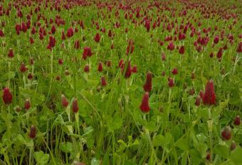 La THIBAUDIERE Glycine has Balcony rooms
