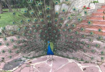 Villa Entrenaranjos has Balcony rooms