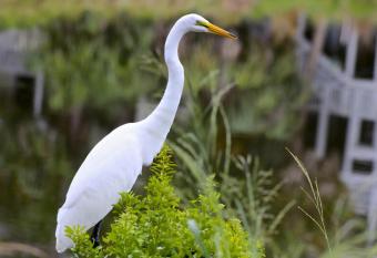 42 Davis Love Dr has Balcony rooms