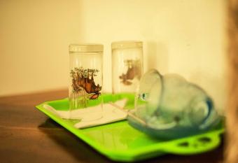 Wildlife Safari House has Balcony rooms