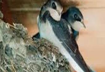 Schwalbennest allows 18 year olds to book a room