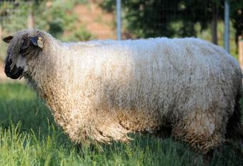 Wine Country Private Working Sheep Farm; Rustic Elegance has Balcony rooms