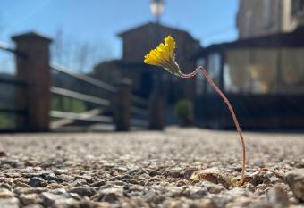 Da Monica allows 18 year olds to book a room