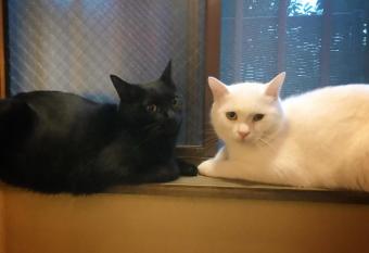 Mad Cat Hostel Osaka & Bar allows 18 year olds to book a room