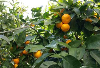 Haus Mandarina has Balcony rooms