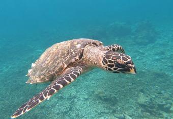 Dhangethi INN has Balcony rooms