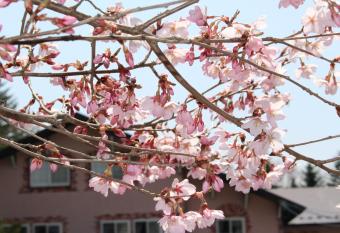 Pension Candytuft has Balcony rooms