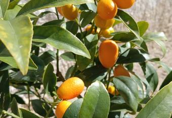 Dependance Sabrina has Balcony rooms