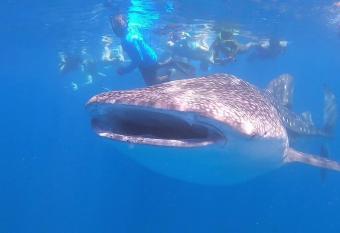 White Tern Maldives has Balcony rooms