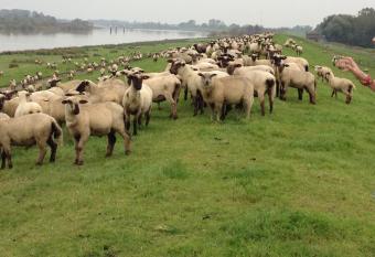 Hotel & Restaurant - F  hrhaus am Deich allows 18 year olds to book a room