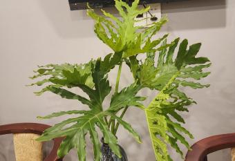 HOTEL TE AMO has Balcony rooms