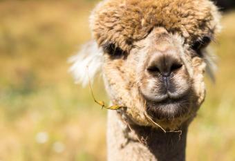 Alpacas Off Grid - Eco Cabin has Balcony rooms
