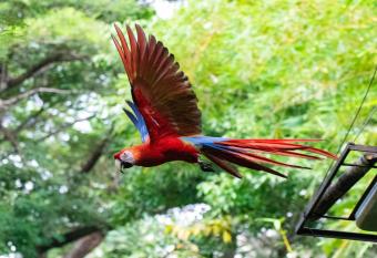 Jungle Lodge at Wild Sun Rescue Center has Balcony rooms