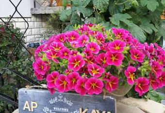 Apartment KAYA has Balcony rooms