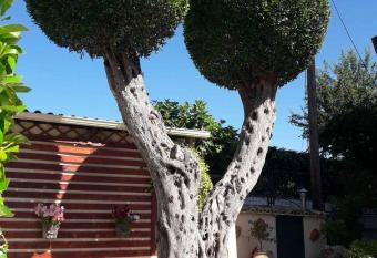 Flowers studios has Balcony rooms