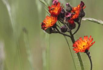 Chill Out Lounge Naturparadies has Balcony rooms