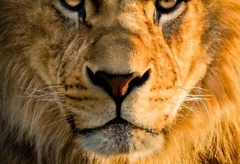 Lions Den - Zoo Accommodation Chester allows 18 year olds to book a room