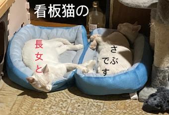 Guest House Salt Beach has Balcony rooms