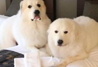 Miyajima Shiro has Balcony rooms