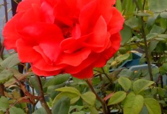 Backpackers Hub has Smoking rooms