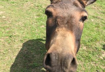 Nergena Zimmer Frei allows 18 year olds to book a room
