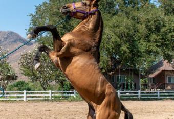 Chaowanat Horse Farm Resort has Balcony rooms