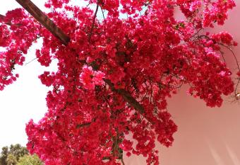 Stella s Apartments has Balcony rooms