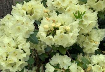 Pensjonat Z  ote Piaski i Restauracja Malibu has Balcony rooms