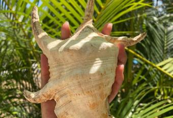 Nirvana Beach Ayurveda Resort has Balcony rooms