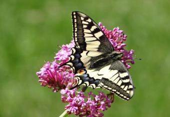 La Medina has Balcony rooms