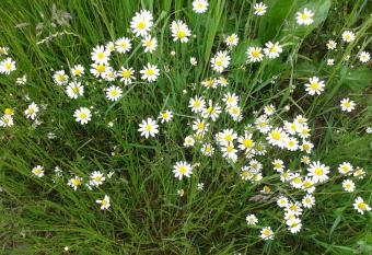 Naturnah - auf Wunsch: Service inclusive allows 18 year olds to book a room