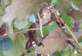 Ferienwohnung Noeska 85020 allows 18 year olds to book a room