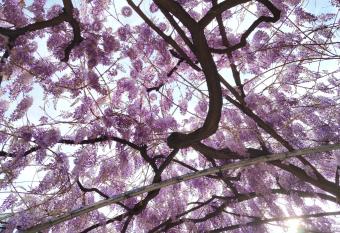 Il Glicine has Balcony rooms