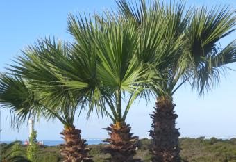 Three Palms Apartment has Balcony rooms