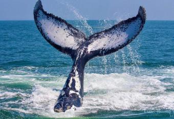 Sandy Feet Self Catering Accommodation has Balcony rooms