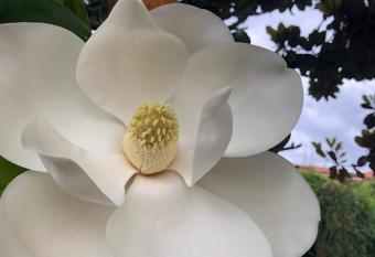 B&b ANNA has Balcony rooms