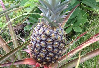 Heavenly Hana Paradise allows 18 year olds to book a room