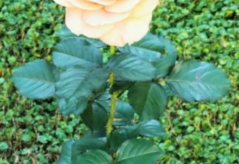 Bilocale Le Rose has Balcony rooms