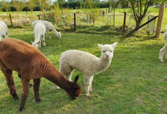 Dartmoor Reach Alpaca Farm Heated Cabins allows 18 year olds to book a room