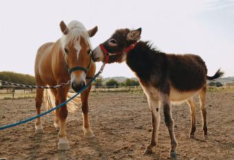 Terre del Piano-Bell Tent has Balcony rooms
